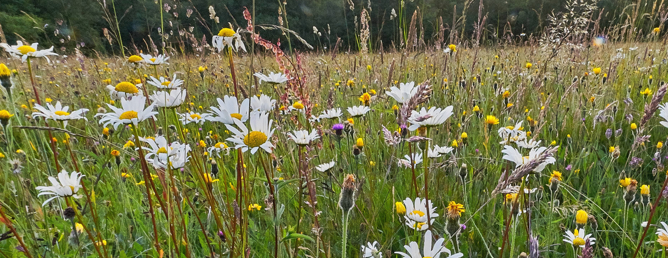 Wildflowers